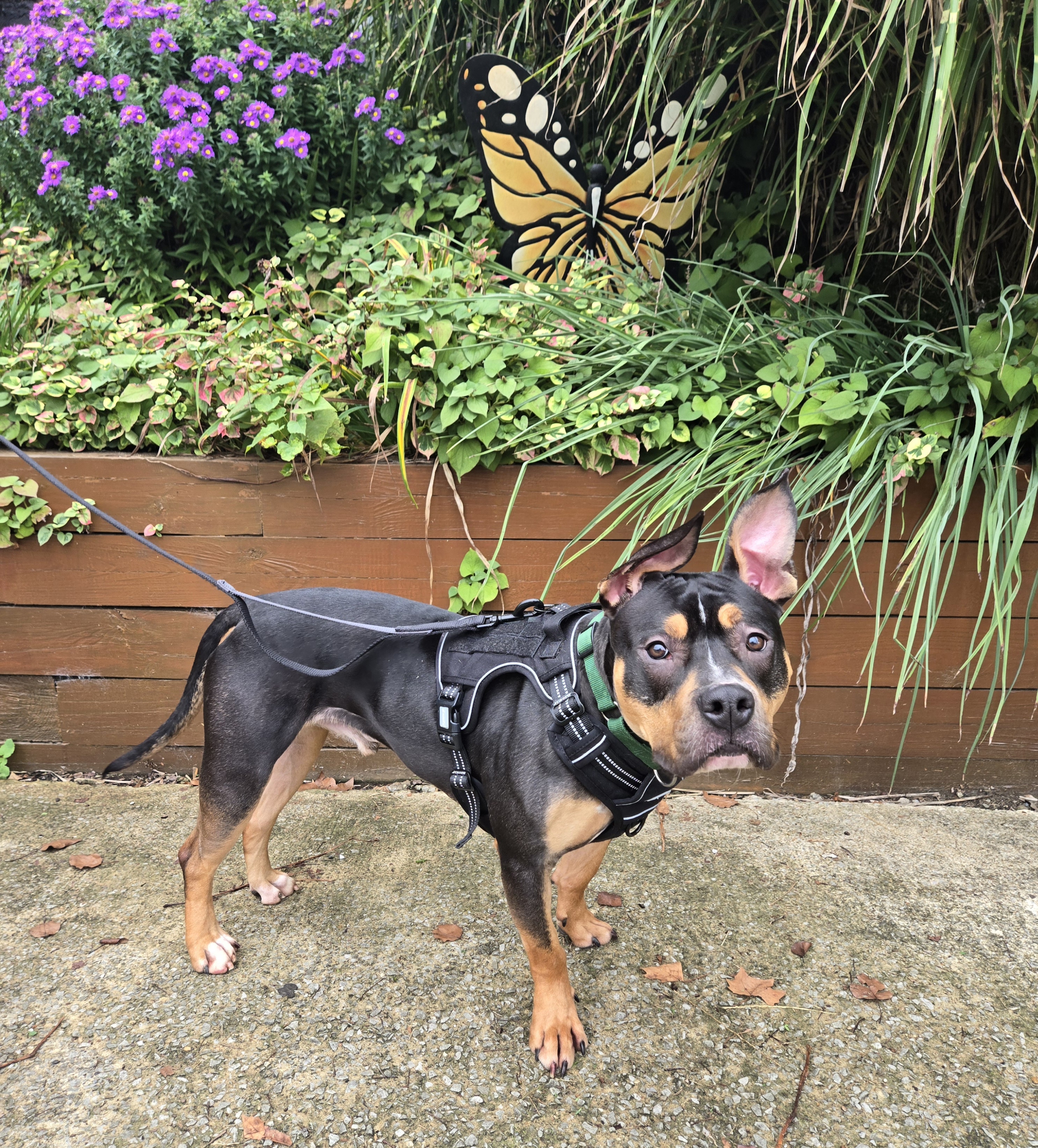 Remmy.   tinycauseadopt@gmail.com, an adoptable Pit Bull Terrier, Rottweiler in Vandergrift, PA, 15690 | Photo Image 4