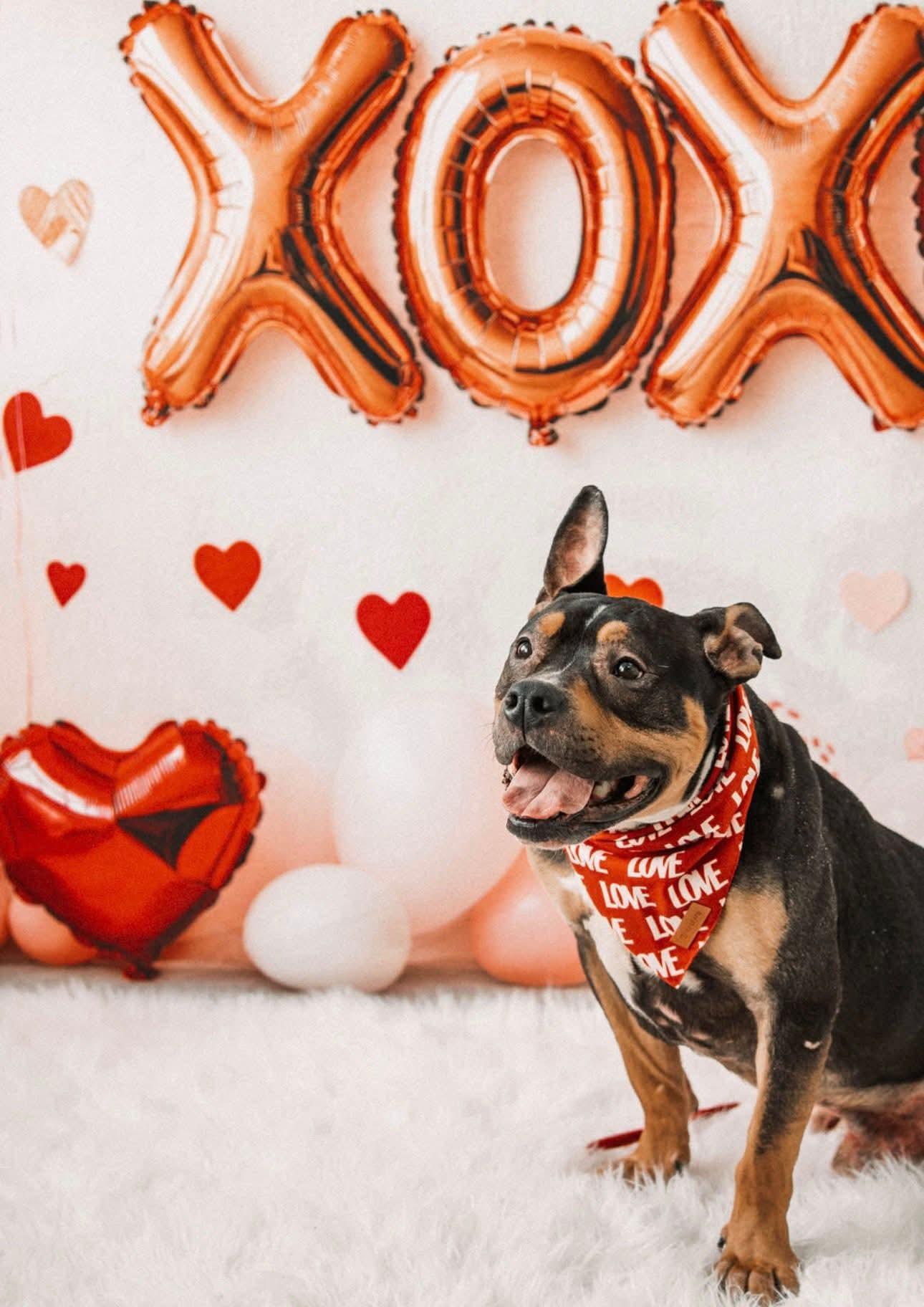 Enlarge Remmy.   tinycauseadopt@gmail.com, a Adoptable mixed breed in Vandergrift, PA image 2/5