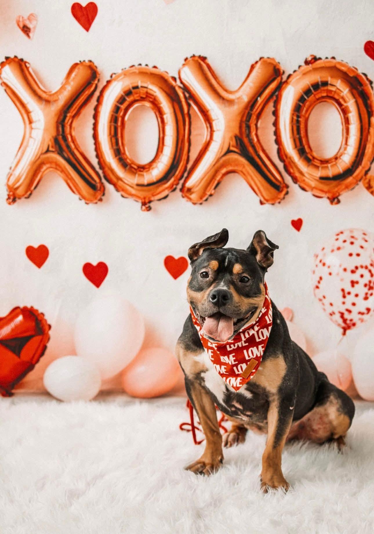 Remmy.   tinycauseadopt@gmail.com, Adoptable, Adult Male Pit Bull Terrier & Rottweiler.