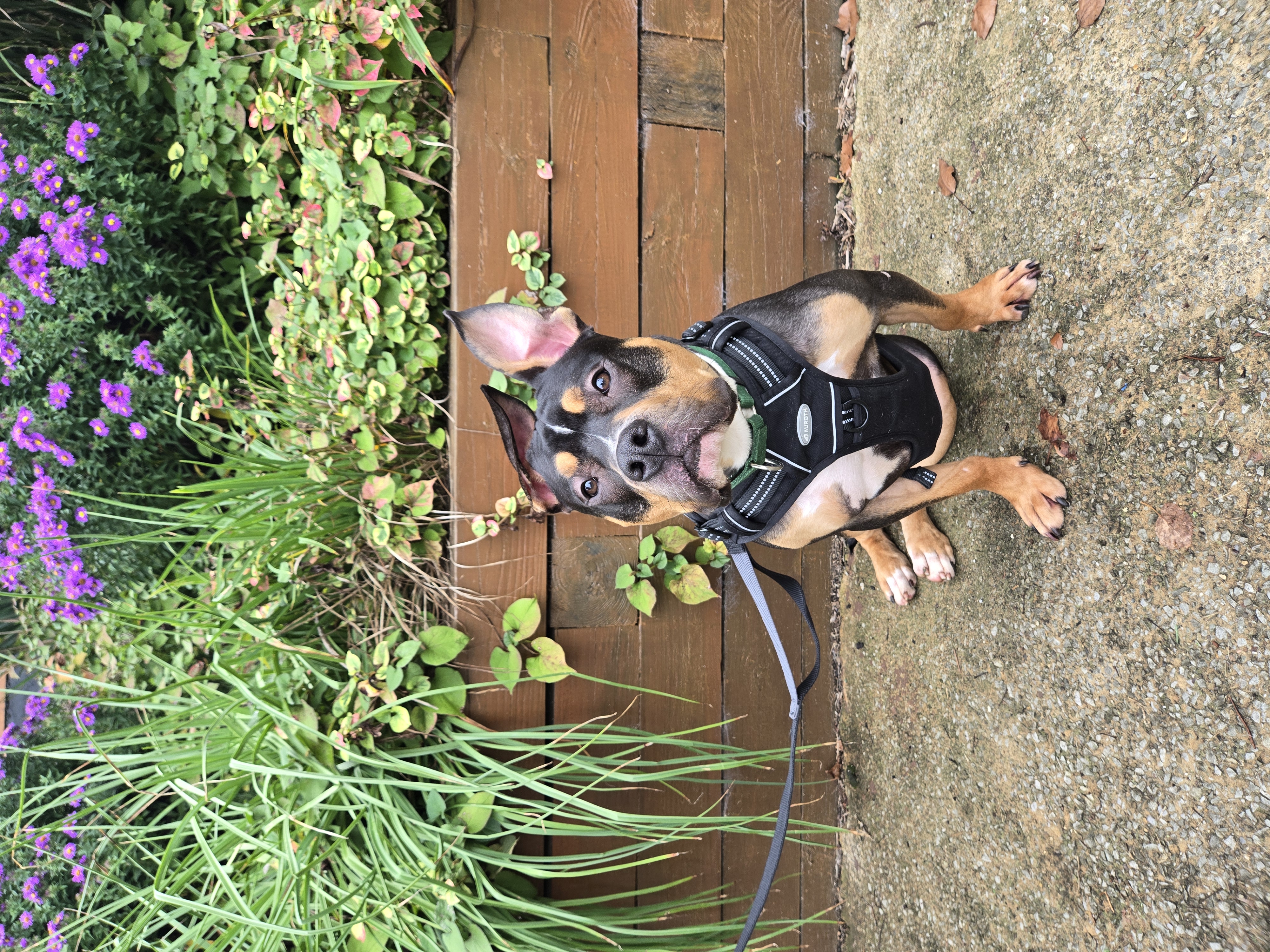 Remmy.   tinycauseadopt@gmail.com, an adoptable Pit Bull Terrier, Rottweiler in Vandergrift, PA, 15690 | Photo Image 3