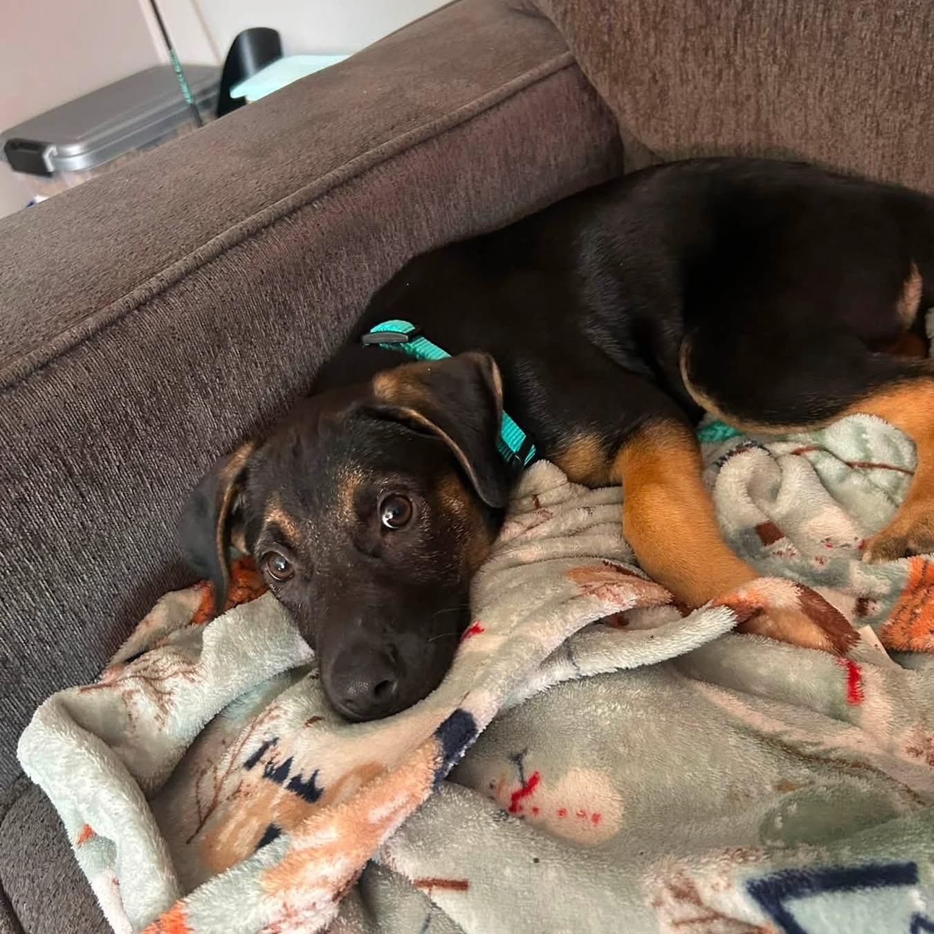 Stella, a ADOPTABLE mixed breed in Collingswood, NJ image 2/3