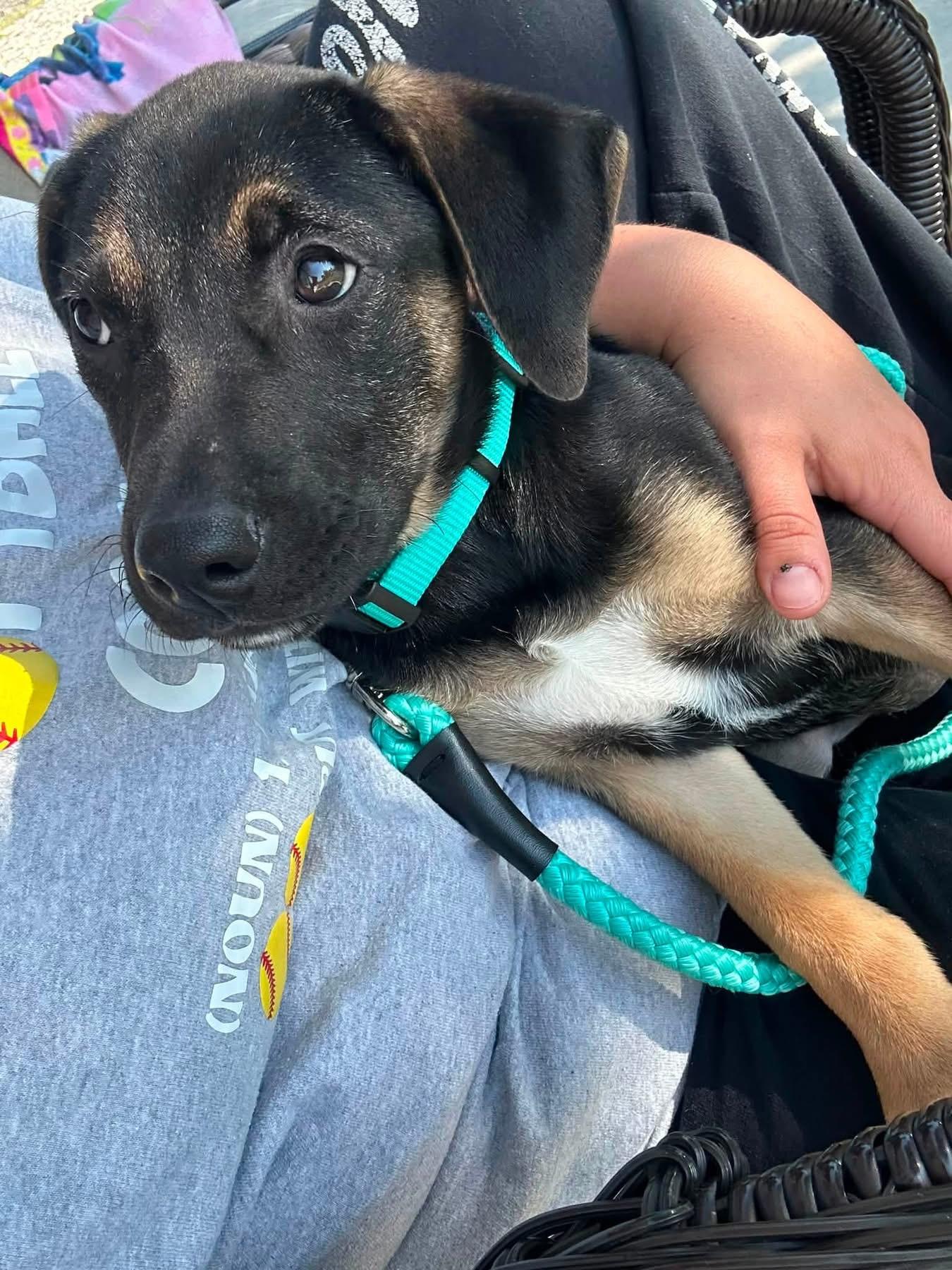 Stella, a ADOPTABLE mixed breed in Collingswood, NJ image 3/3