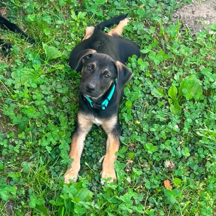 Stella, a ADOPTABLE mixed breed in Collingswood, NJ image 1/3