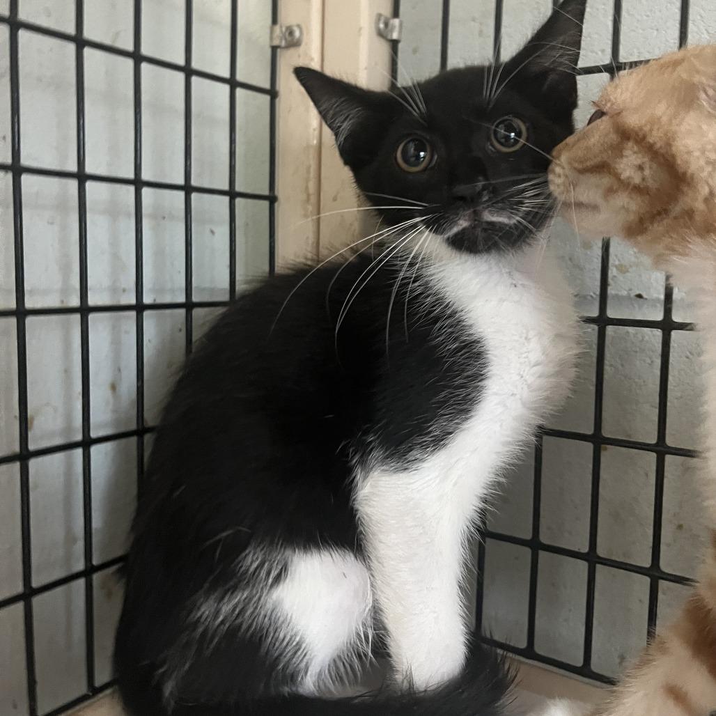 Jukebox, Adoptable, Young Male Domestic Short Hair.