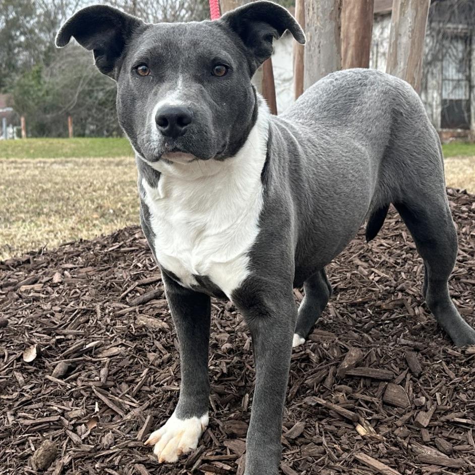 Enlarge Manhattan, a ADOPTABLE Mixed Breed in Orangeburg, SC image 1/1