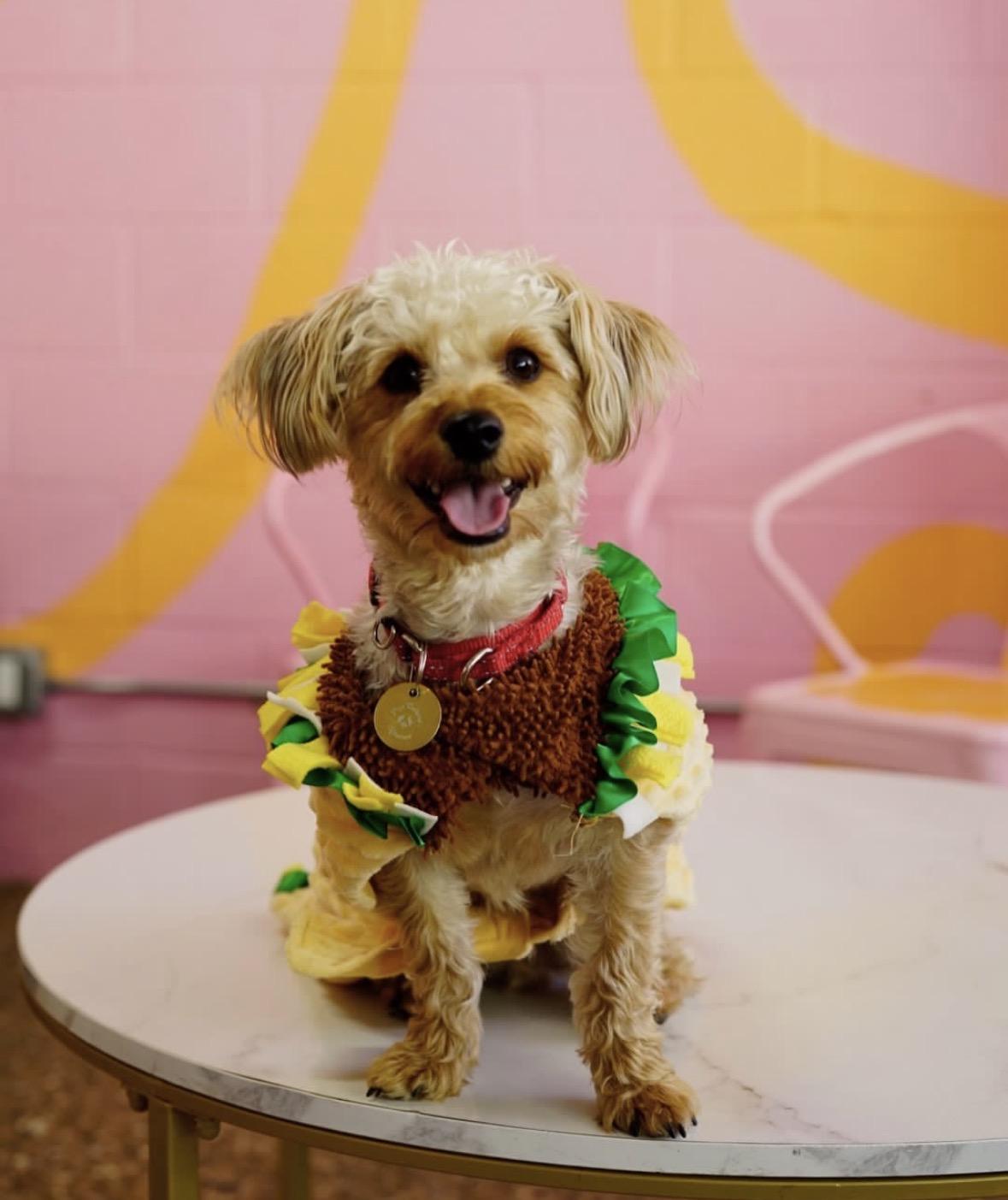 Enlarge Taco, a Adoptable mixed breed in Pasadena, CA image 3/4