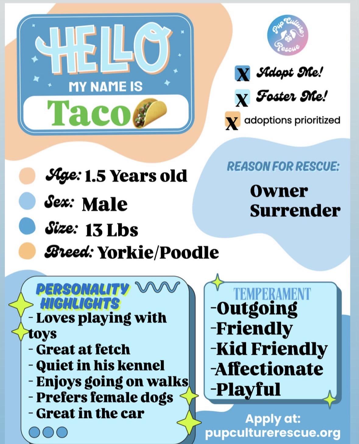 Enlarge Taco, a Adoptable mixed breed in Pasadena, CA image 2/4