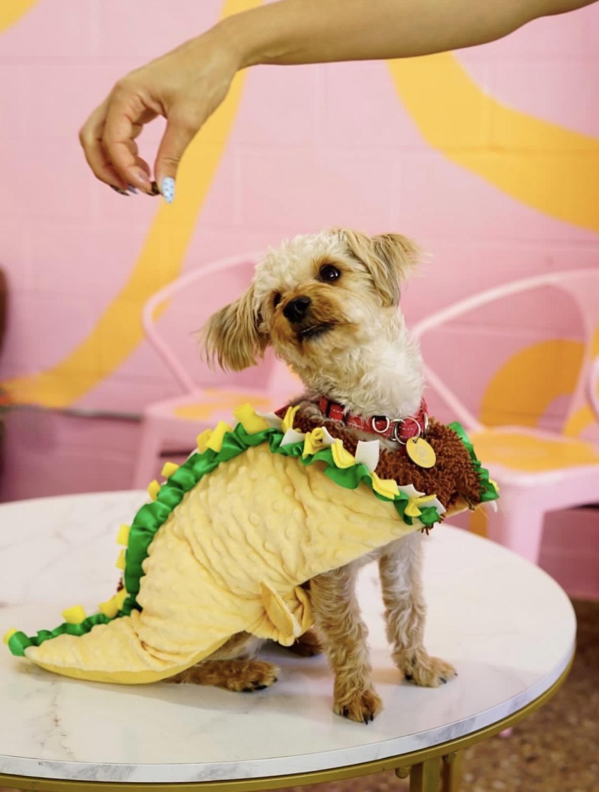Taco, Adoptable, Young Male Yorkshire Terrier & Poodle.