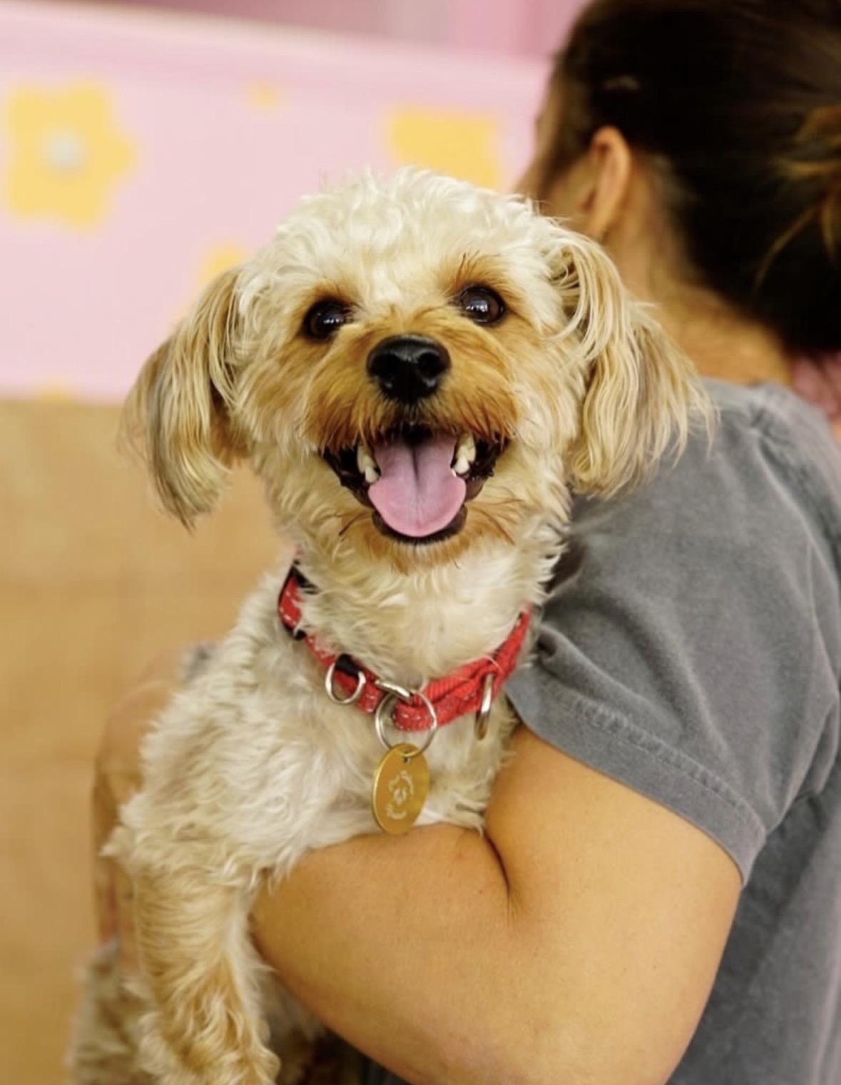 Enlarge Taco, a Adoptable mixed breed in Pasadena, CA image 4/4