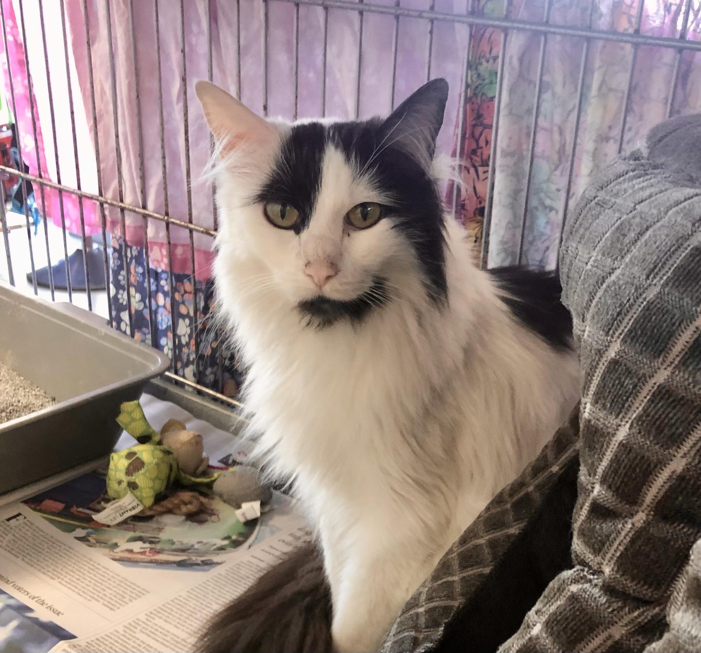 Enlarge Goosey, a ADOPTABLE Domestic Long Hair in Parma, OH image 1/1