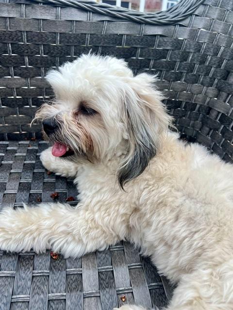 Enlarge PEANUT, a ADOPTABLE mixed breed in Eden Prairie, MN image 3/4