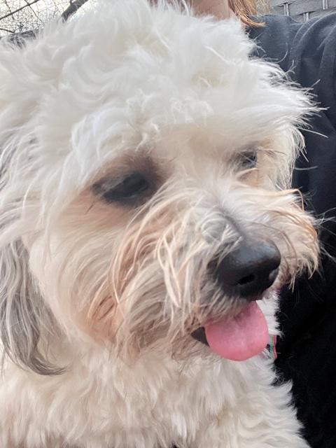 Enlarge PEANUT, a ADOPTABLE mixed breed in Eden Prairie, MN image 2/4