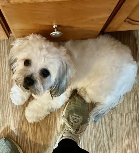 PEANUT, ADOPTABLE, Puppy Female Shih Tzu & Bichon Frise.