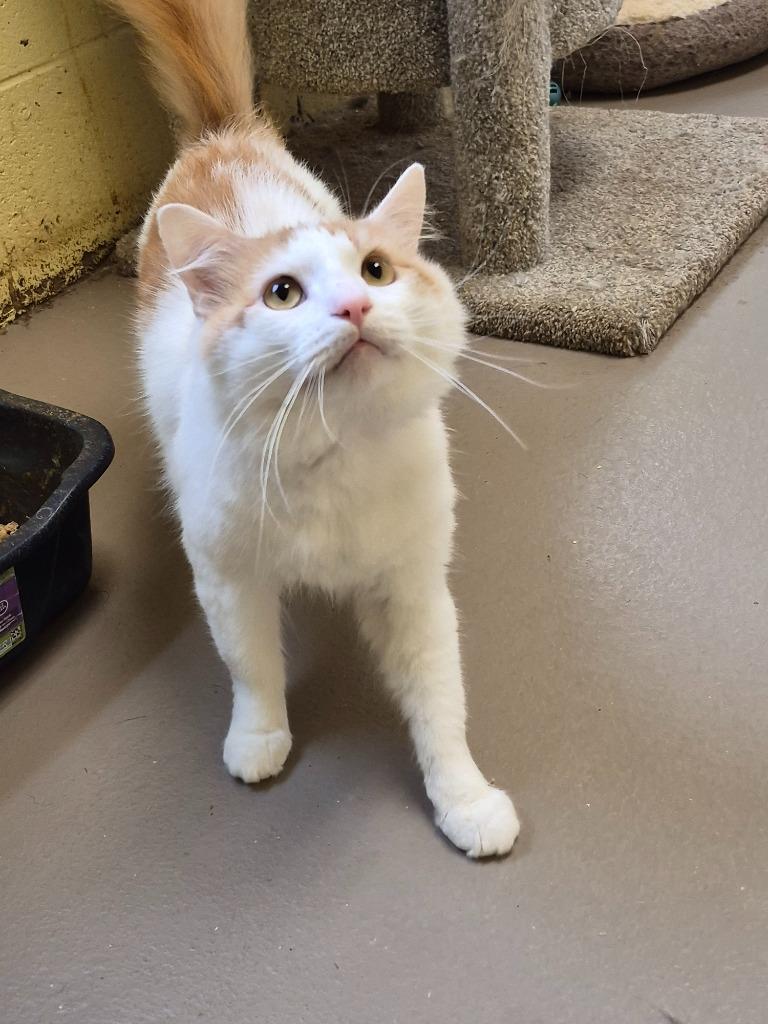 Enlarge Loki, a Adopted mixed breed in Crossville, TN image 1/2