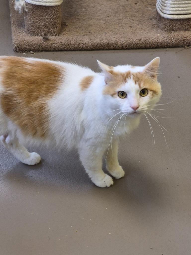 Enlarge Loki, a Adopted mixed breed in Crossville, TN image 2/2