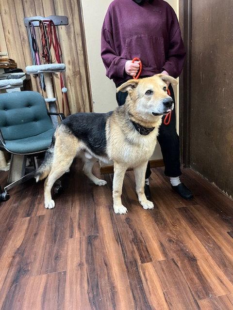 Enlarge ODIE the big Teddy Bear, a Adoptable mixed breed in Mount Laurel, NJ image 1/3