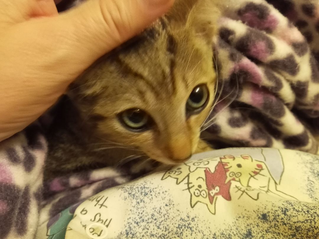 Enlarge Bronzon URGENT - FOSTER NEEDED!, a Adoptable mixed breed in Cookeville, TN image 8/12