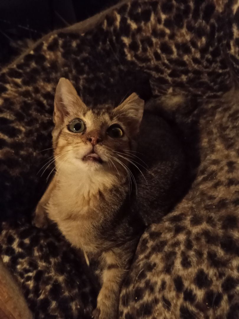 Enlarge Bronzon URGENT - FOSTER NEEDED!, a Adoptable mixed breed in Cookeville, TN image 9/12