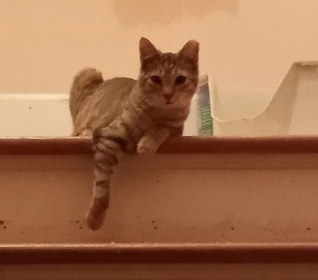 Enlarge Bronzon URGENT - FOSTER NEEDED!, a Adoptable mixed breed in Cookeville, TN image 10/12