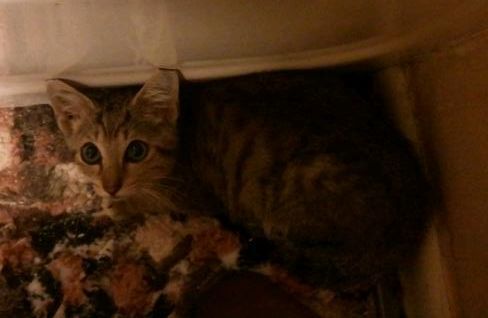 Enlarge Bronzon URGENT - FOSTER NEEDED!, a Adoptable mixed breed in Cookeville, TN image 11/12