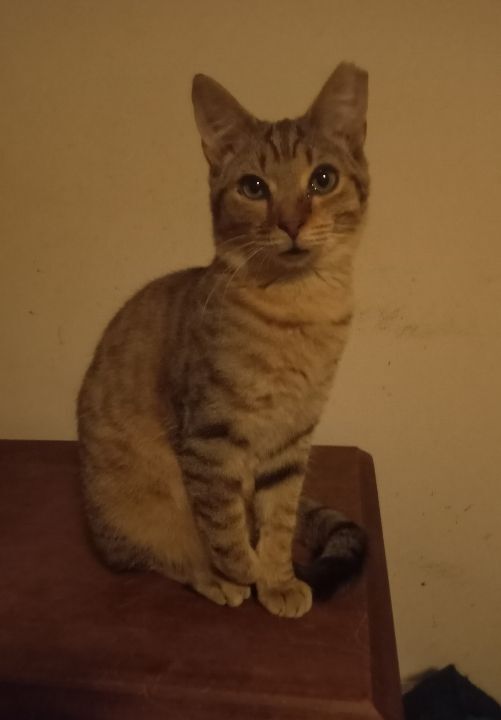 Enlarge Bronzon URGENT - FOSTER NEEDED!, a Adoptable mixed breed in Cookeville, TN image 1/12