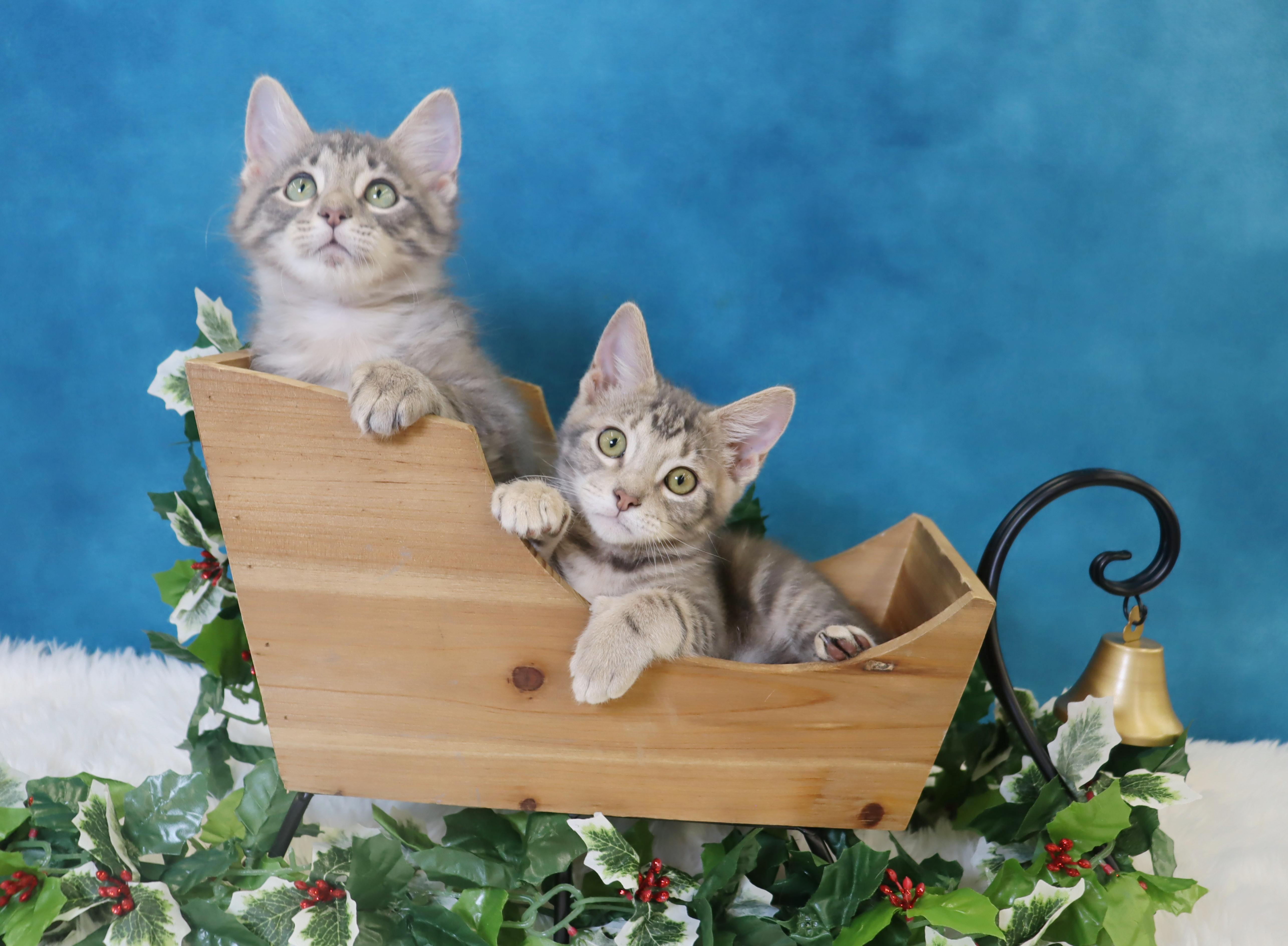 Enlarge Artemis (Apollo’s sister), an adopted Domestic Short Hair in League City, TX image 6/6