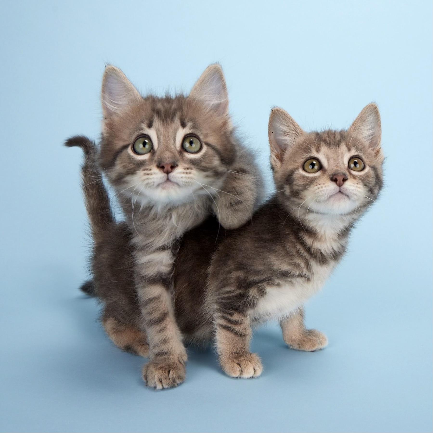 Artemis (Apollo’s sister) - Coming Soon!