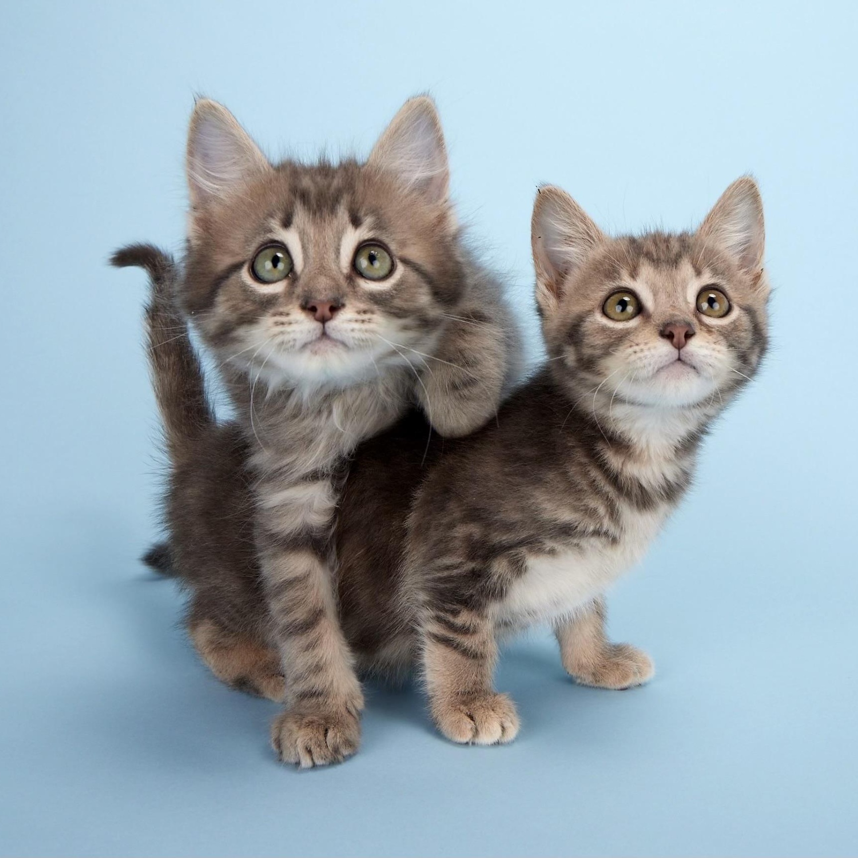 Enlarge Artemis (Apollo’s sister), an adopted Domestic Short Hair in League City, TX image 4/6