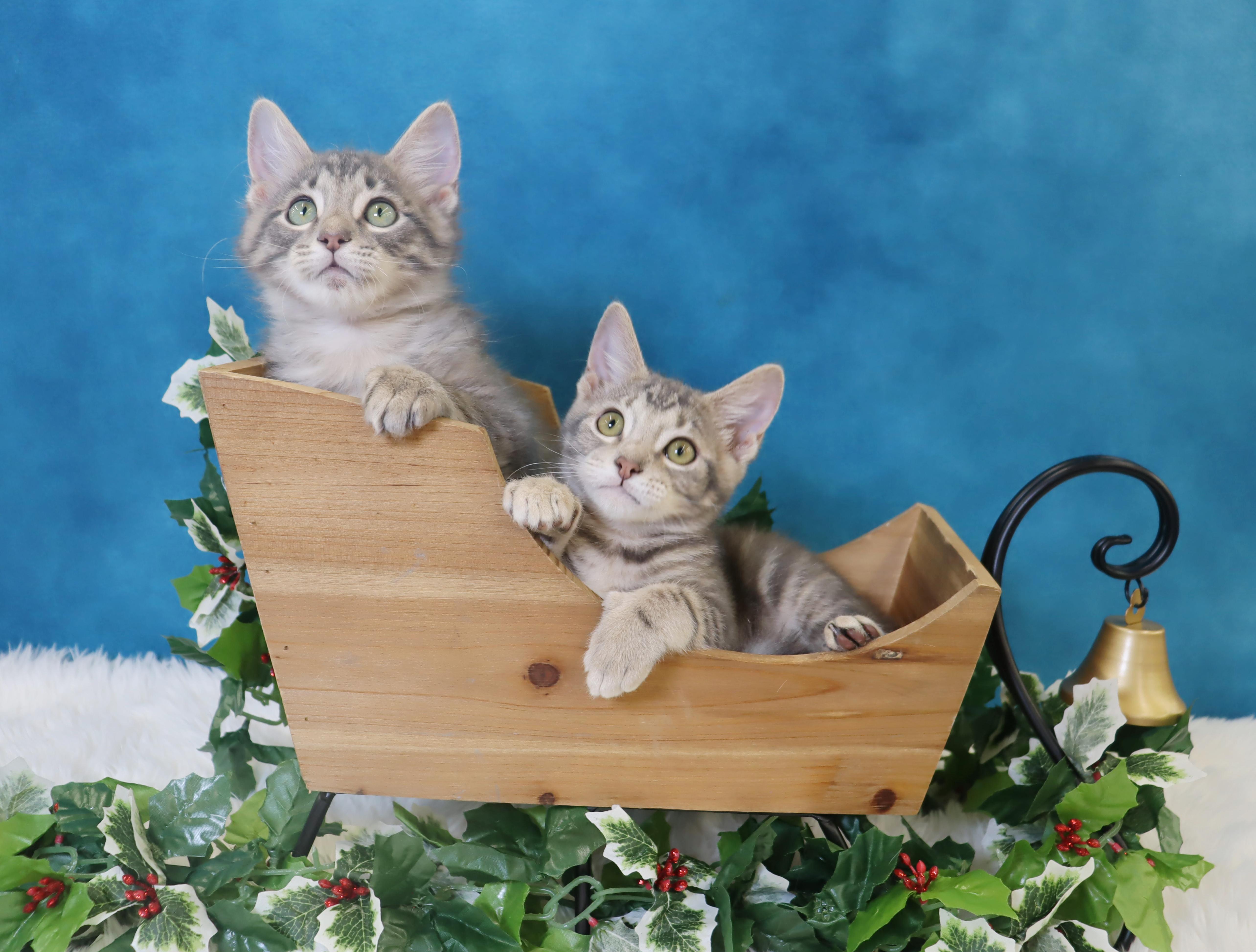 Enlarge Artemis (Apollo’s sister), an adopted Domestic Short Hair in League City, TX image 1/6