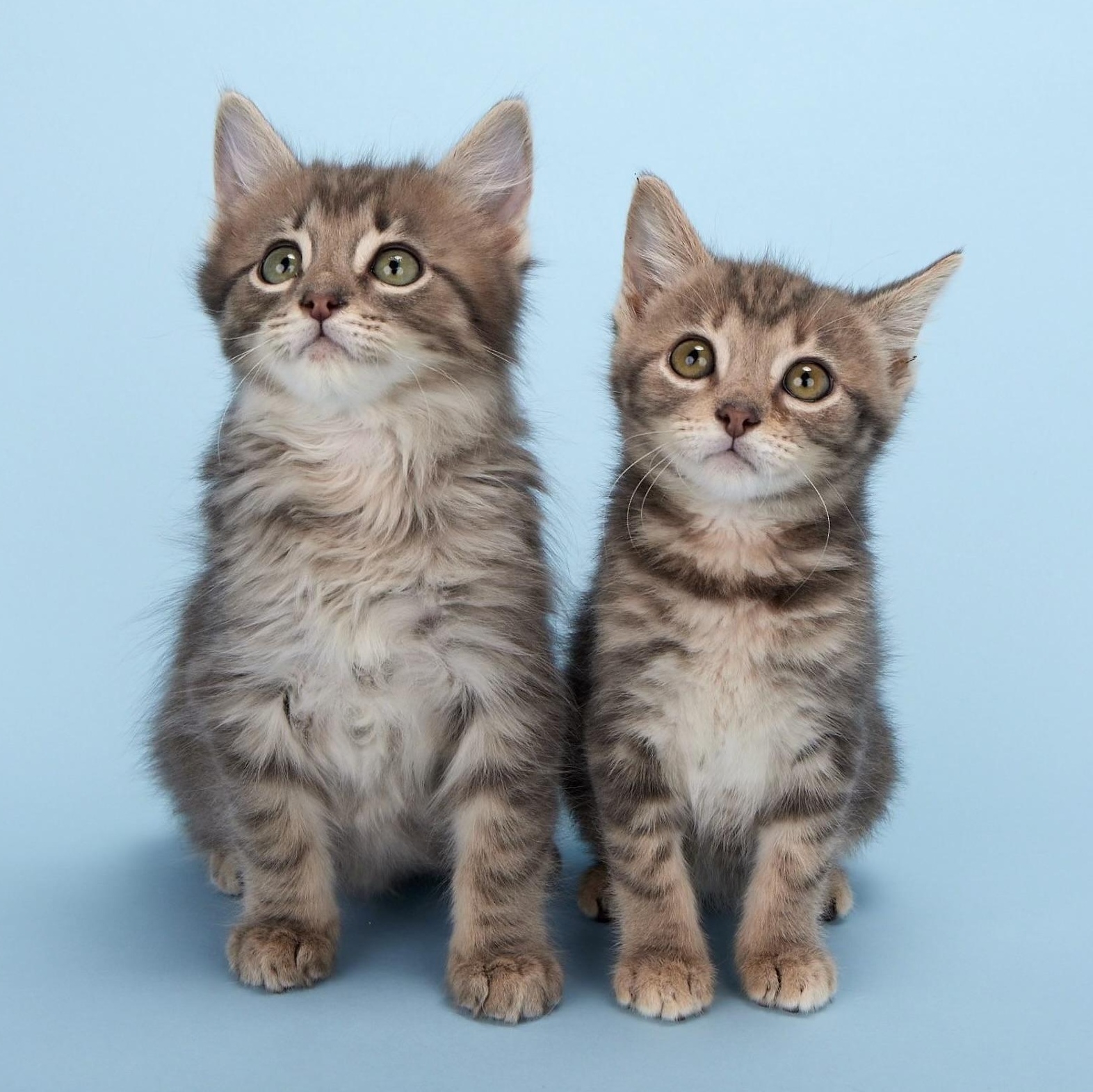 Enlarge Artemis (Apollo’s sister), an adopted Domestic Short Hair in League City, TX image 3/6