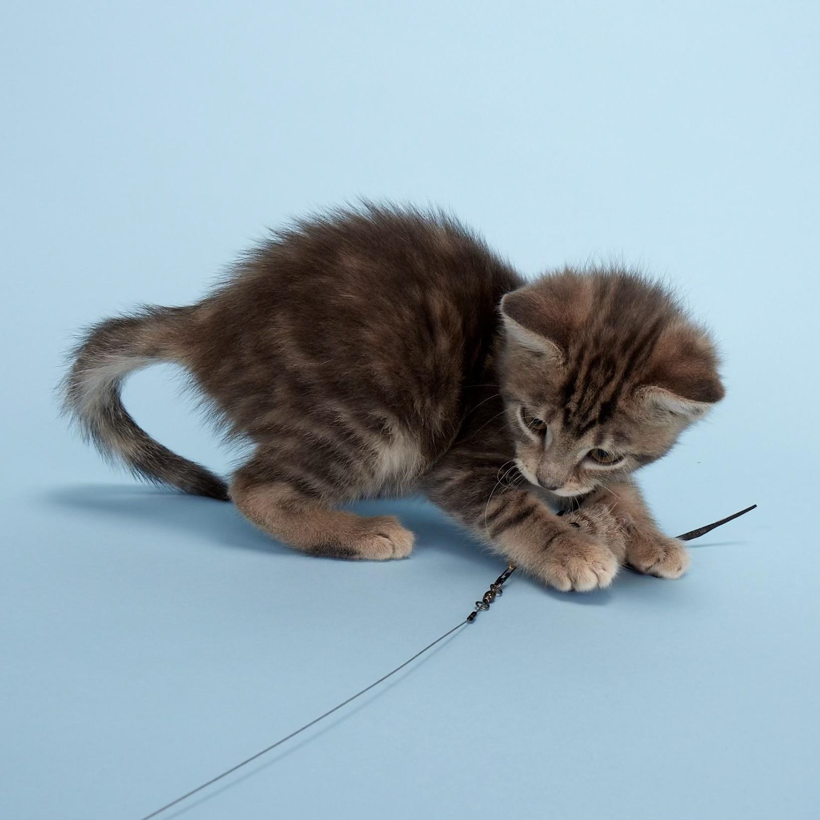 Artemis (Apollo’s sister) - Coming Soon!