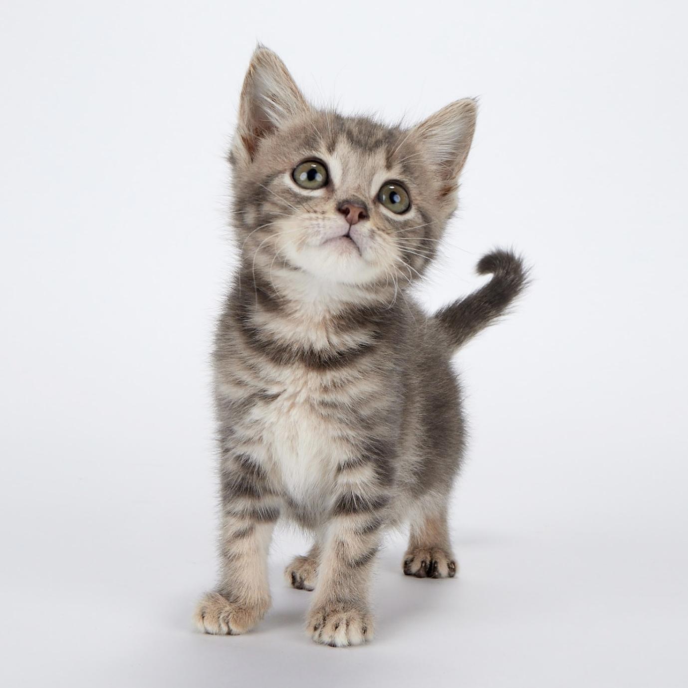 Enlarge Artemis (Apollo’s sister), an adopted Domestic Short Hair in League City, TX image 5/6