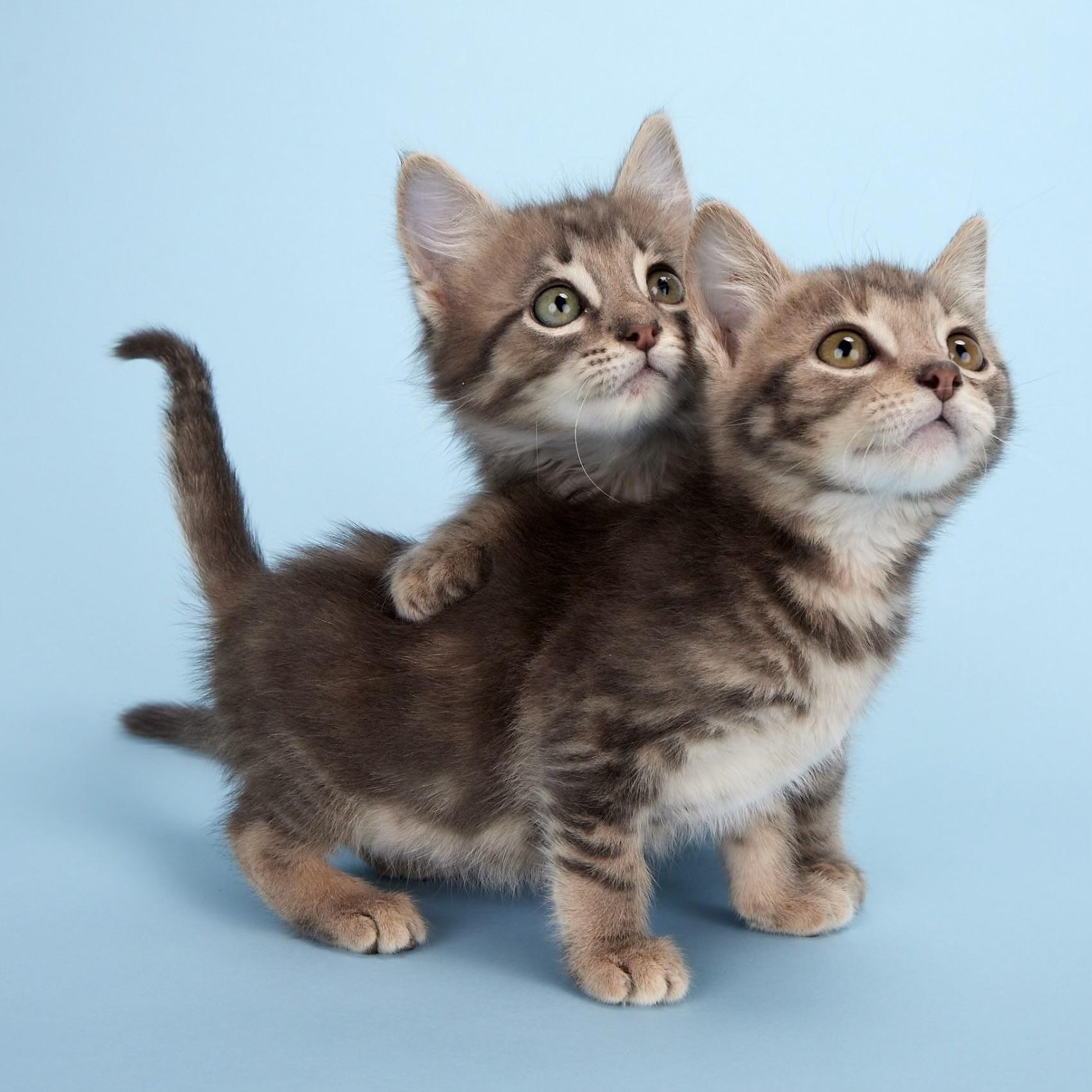 Enlarge Artemis (Apollo’s sister), an adopted Domestic Short Hair in League City, TX image 2/6