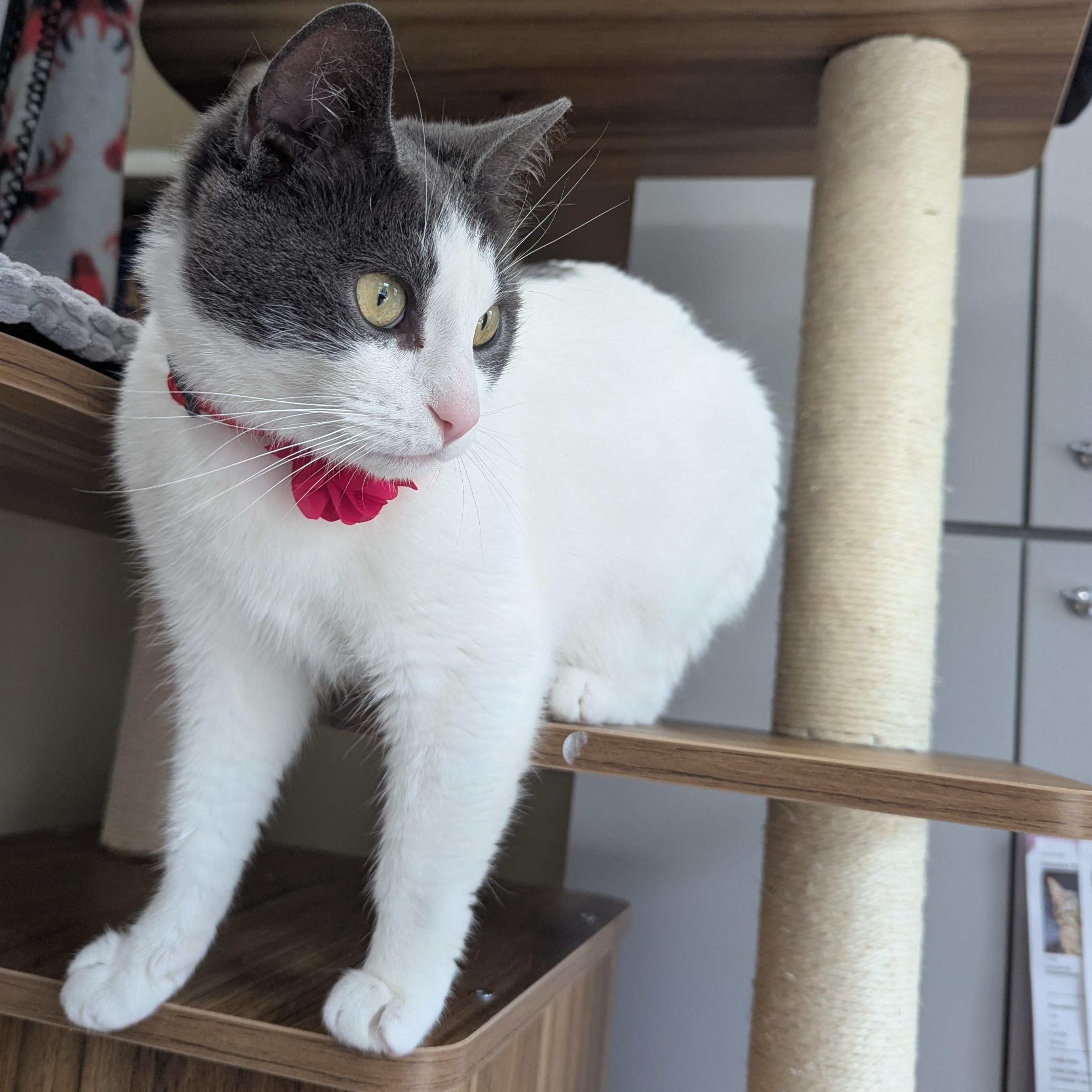Madam Petunia, adoptable, Adult Female Domestic Short Hair.
