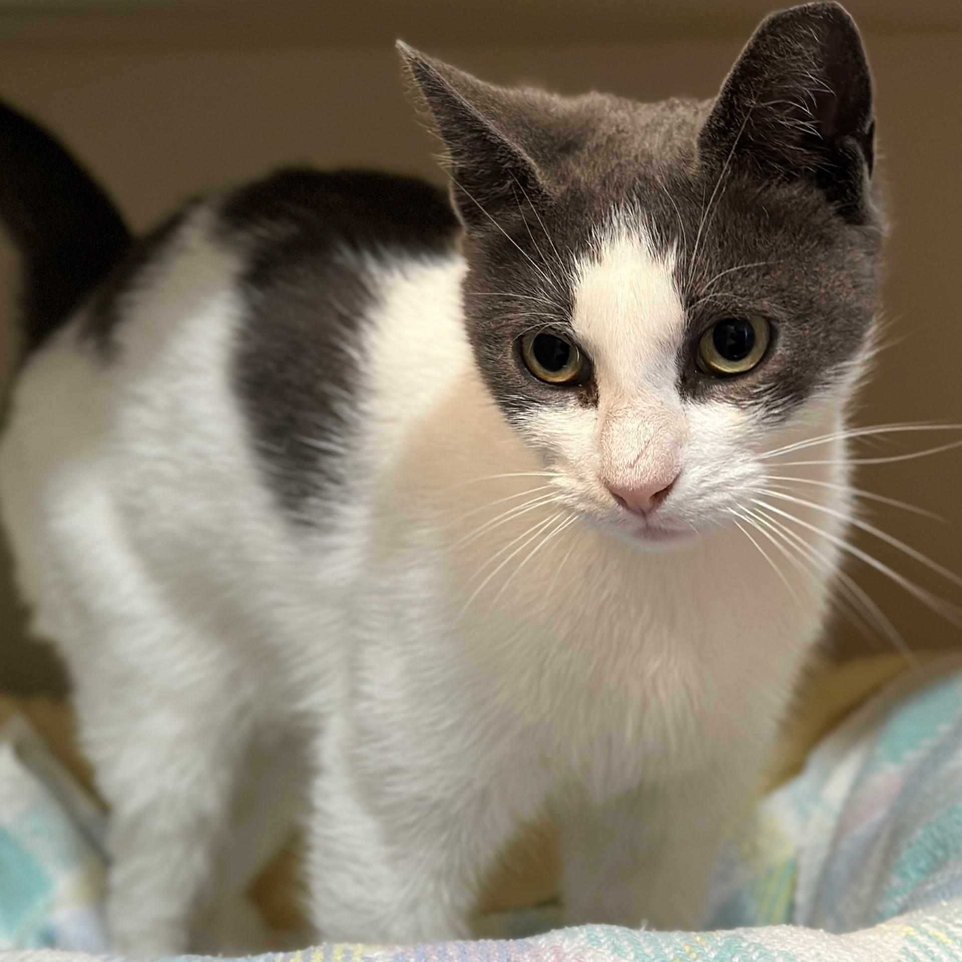 Enlarge Madam Petunia, an adoptable Domestic Short Hair in Victor, NY image 3/4