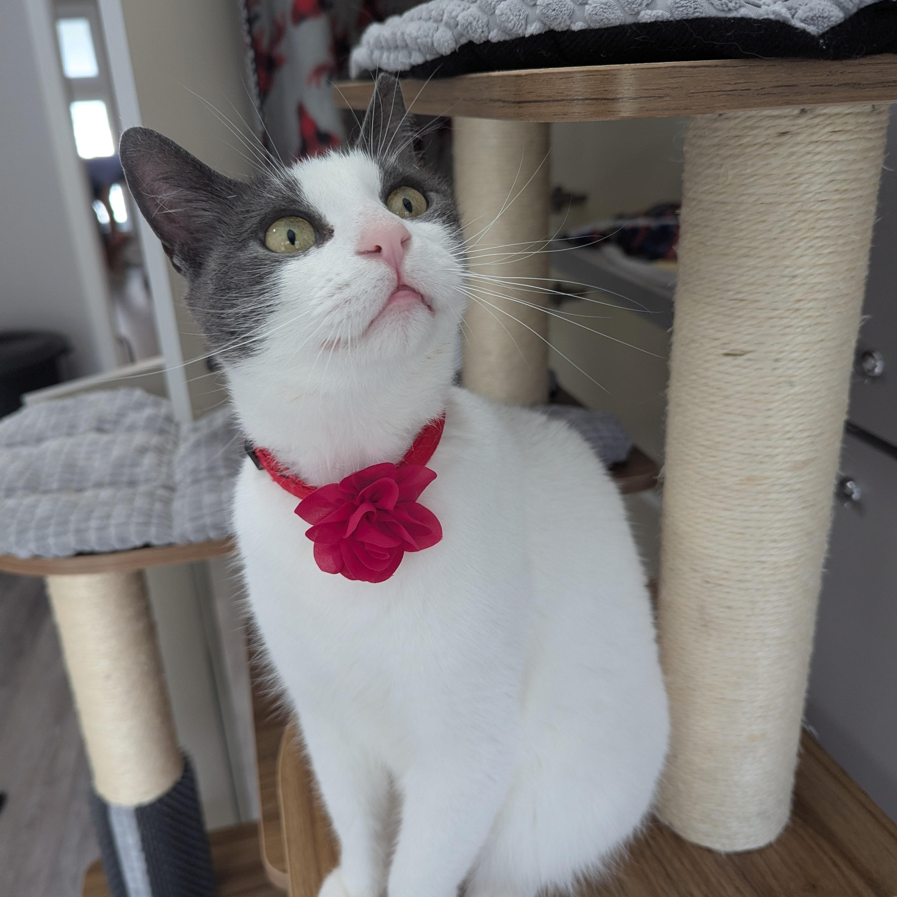 Enlarge Madam Petunia, an adoptable Domestic Short Hair in Victor, NY image 2/3