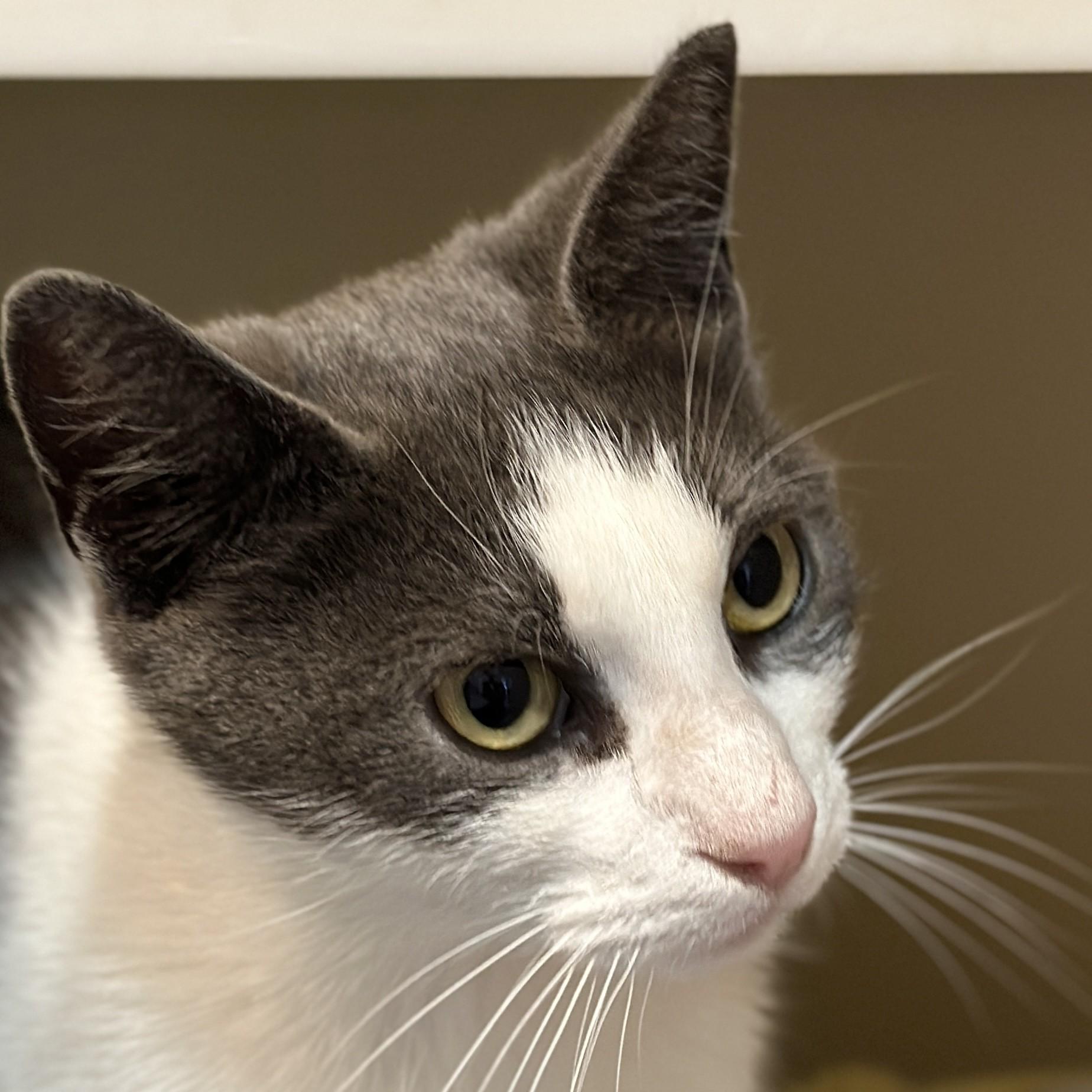 Enlarge Madam Petunia, an adoptable Domestic Short Hair in Victor, NY image 2/4