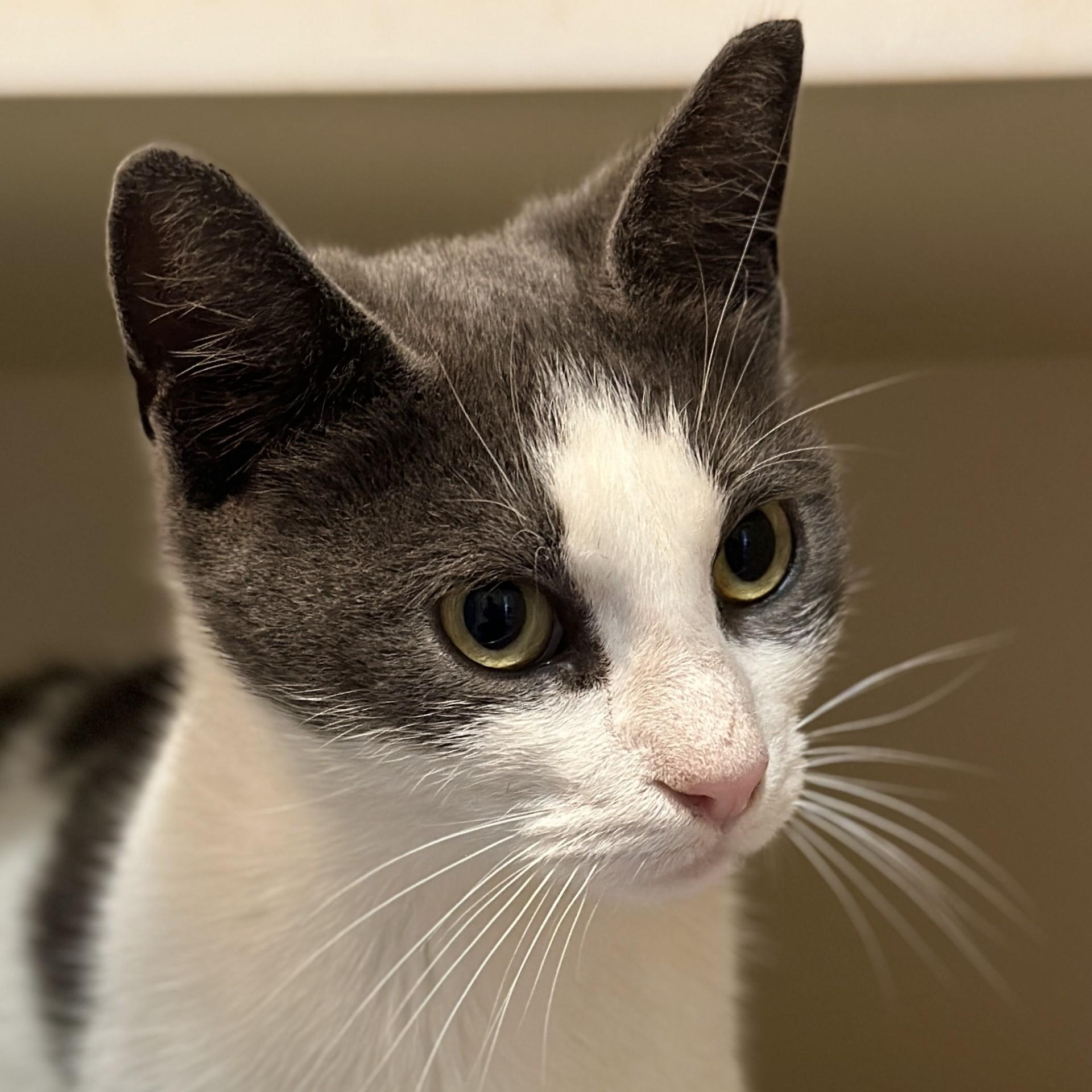 Enlarge Madam Petunia, an adoptable Domestic Short Hair in Victor, NY image 4/4