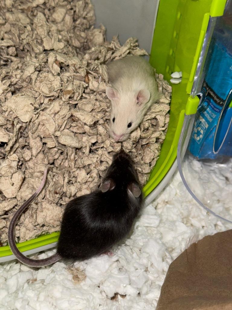 Ravioli, Adoptable, Young Male Mouse.