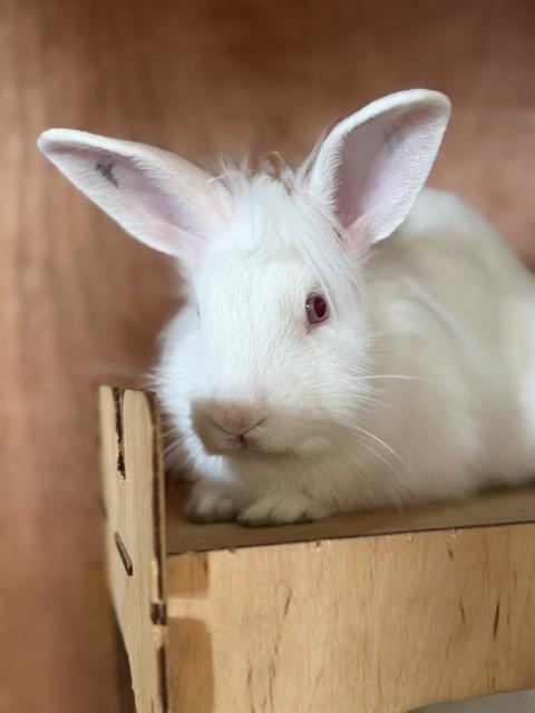 BELLE, Adoptable, Baby Female Bunny Rabbit.