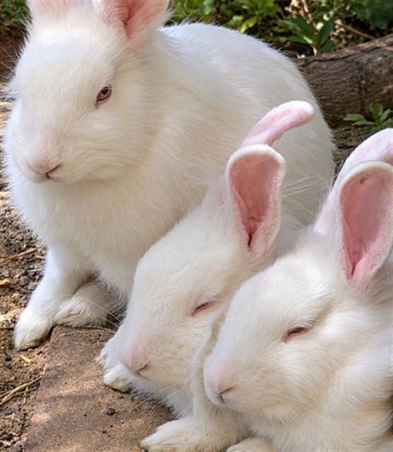 Enlarge BELLE, a Adoptable Bunny Rabbit in Santa Maria, CA image 1/1