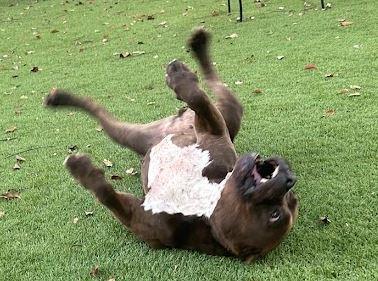 Enlarge Mazie, a Adoptable Mixed Breed in Palm Harbor, FL image 5/5