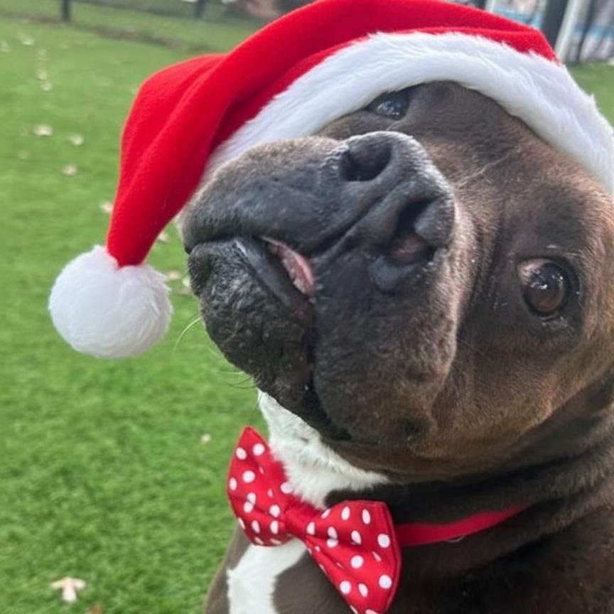 Mazie, Adoptable, Adult Female Mixed Breed.