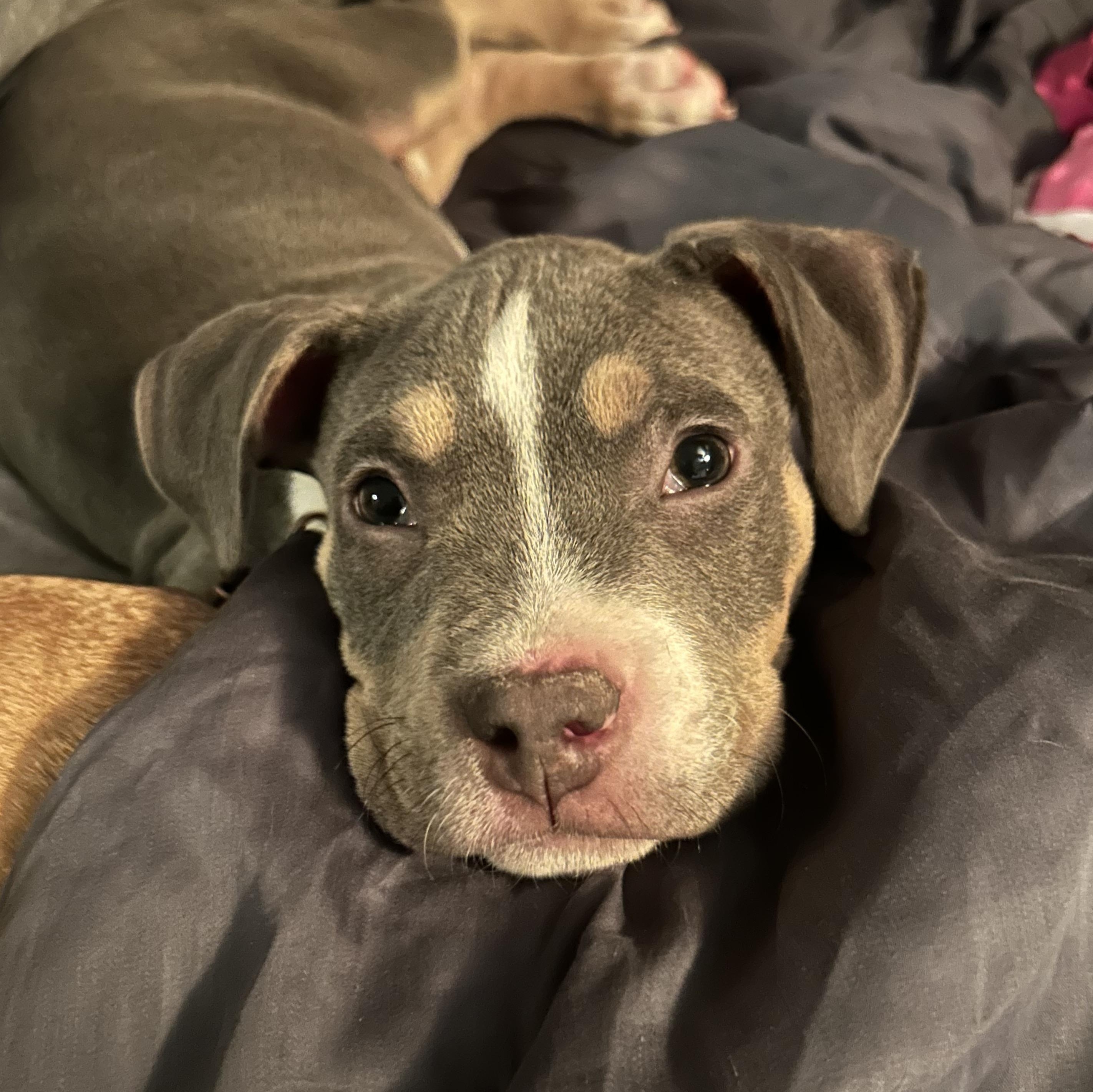 Yukon, a ADOPTABLE mixed breed in Warrenville, IL image 4/6