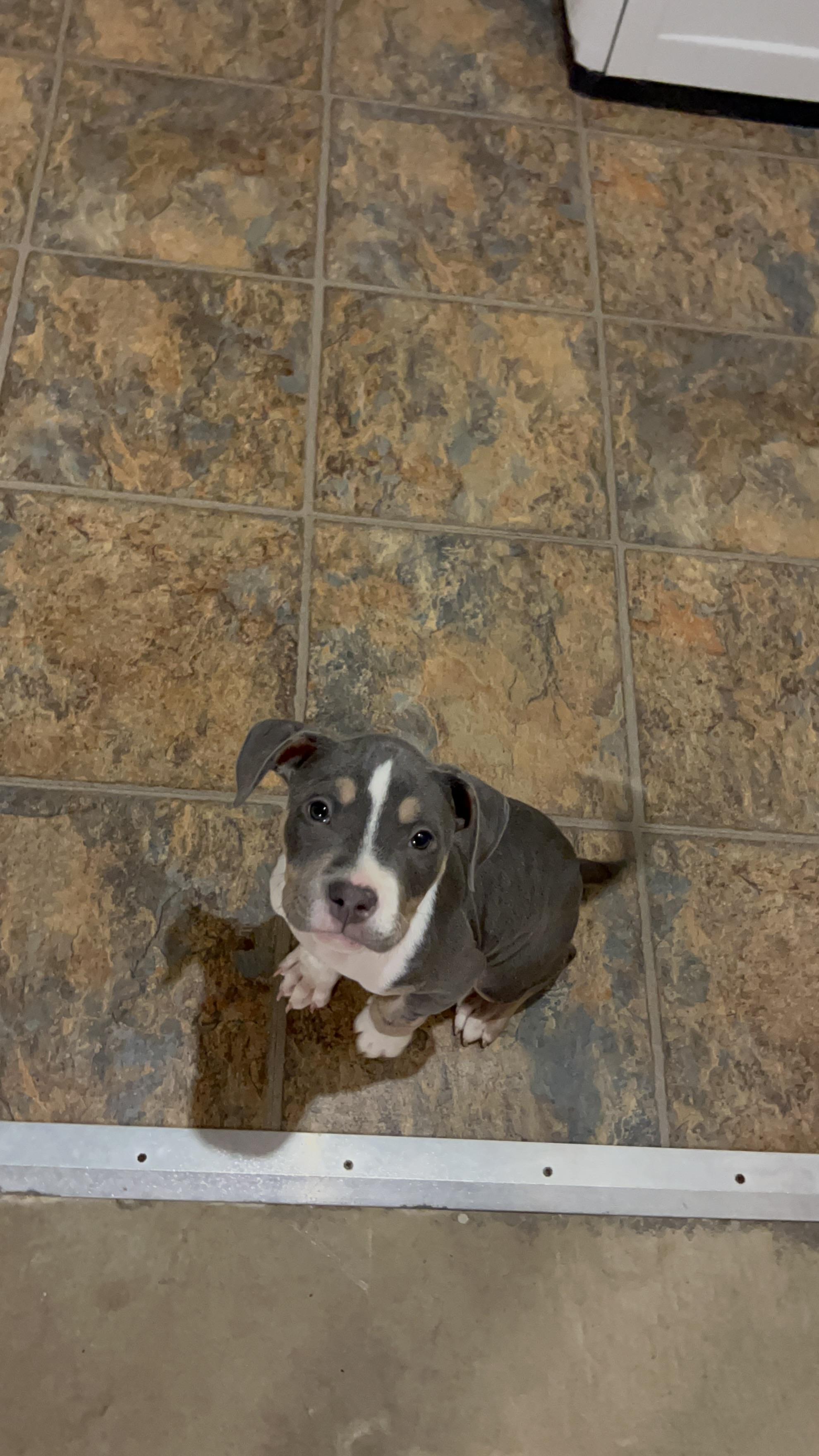 Yukon, a ADOPTABLE mixed breed in Warrenville, IL image 6/6