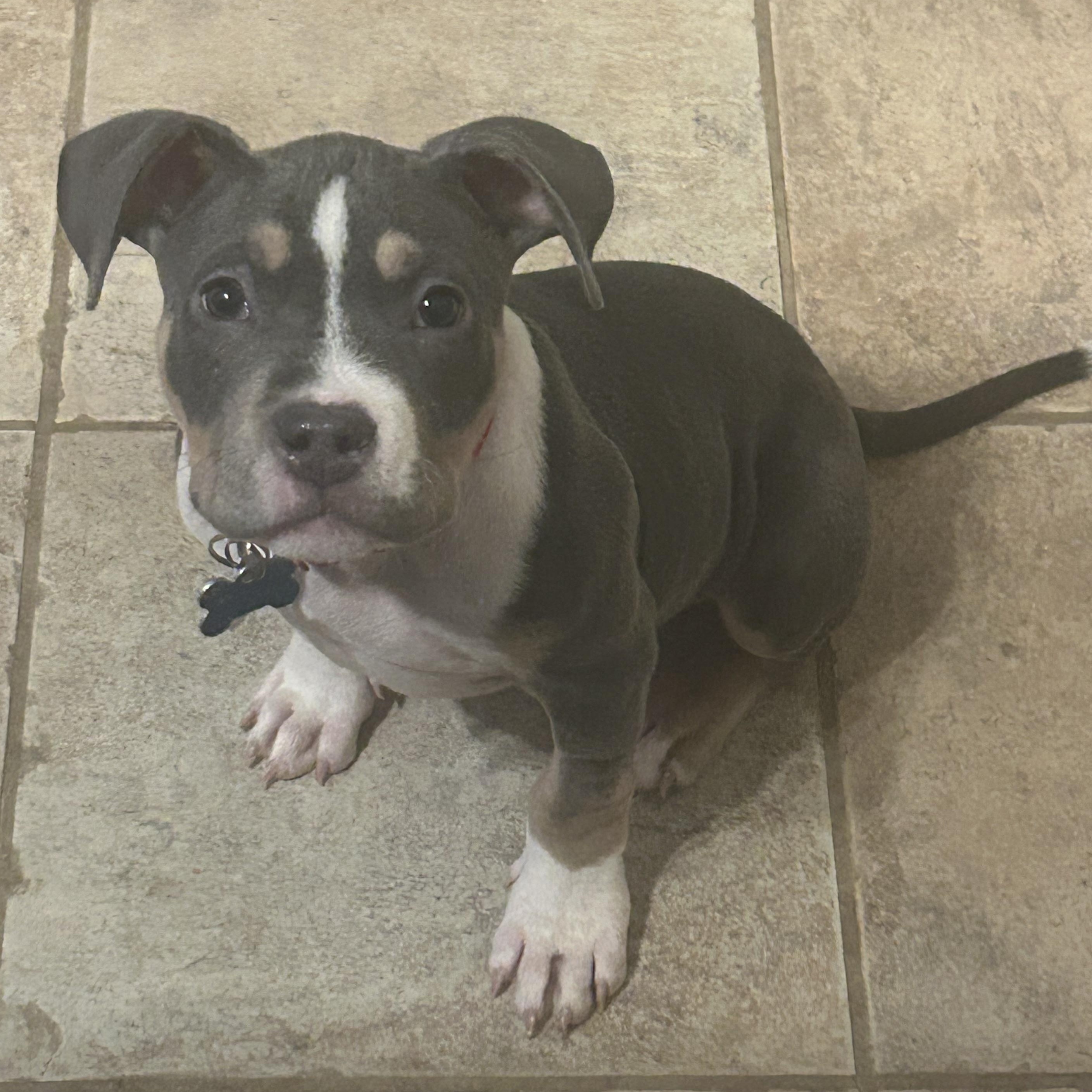 Yukon, a ADOPTABLE mixed breed in Warrenville, IL image 1/6