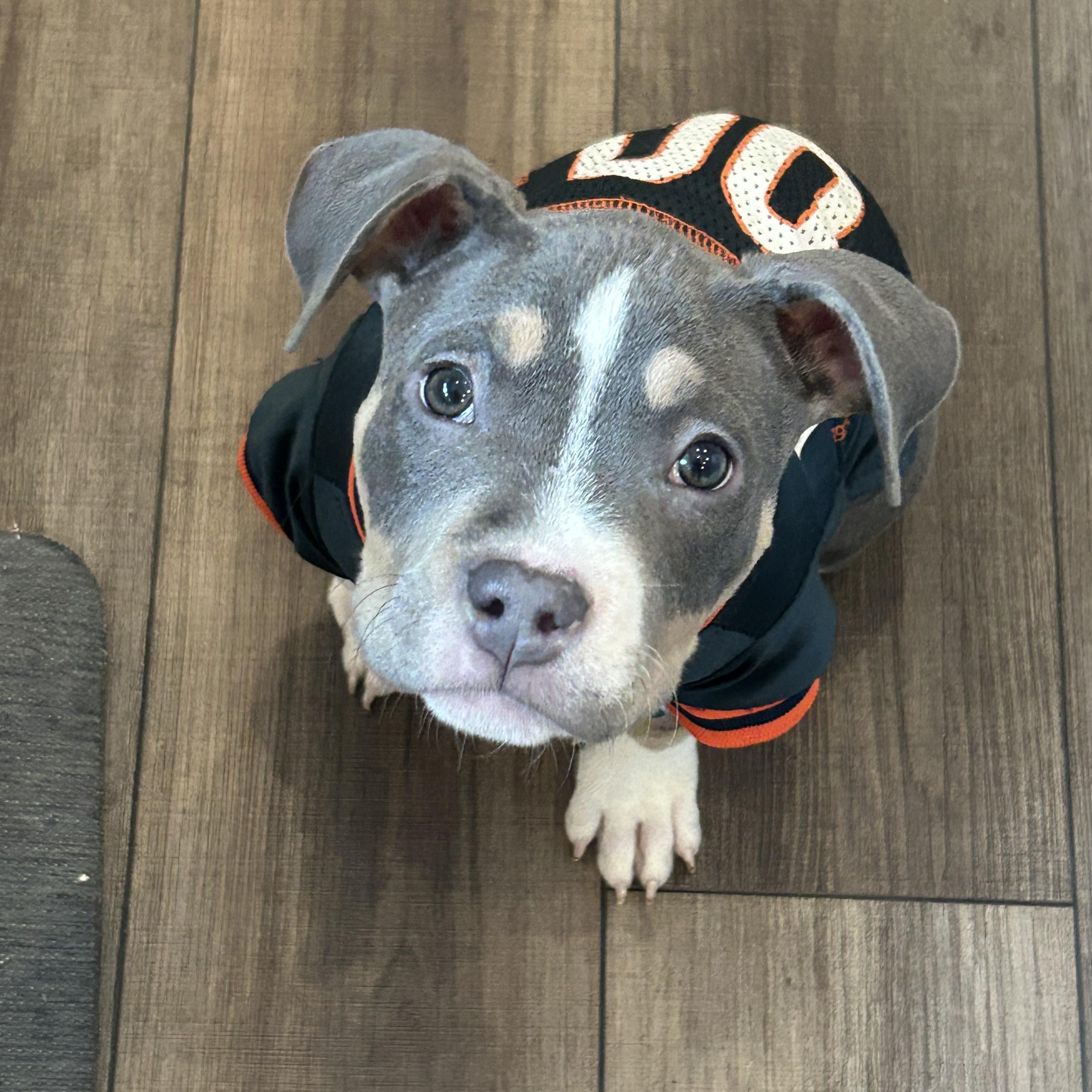 Yukon, a ADOPTABLE mixed breed in Warrenville, IL image 2/6