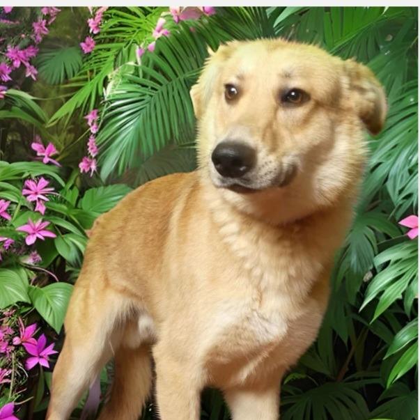 Freedom, Adoptable, Young Male Mixed Breed.