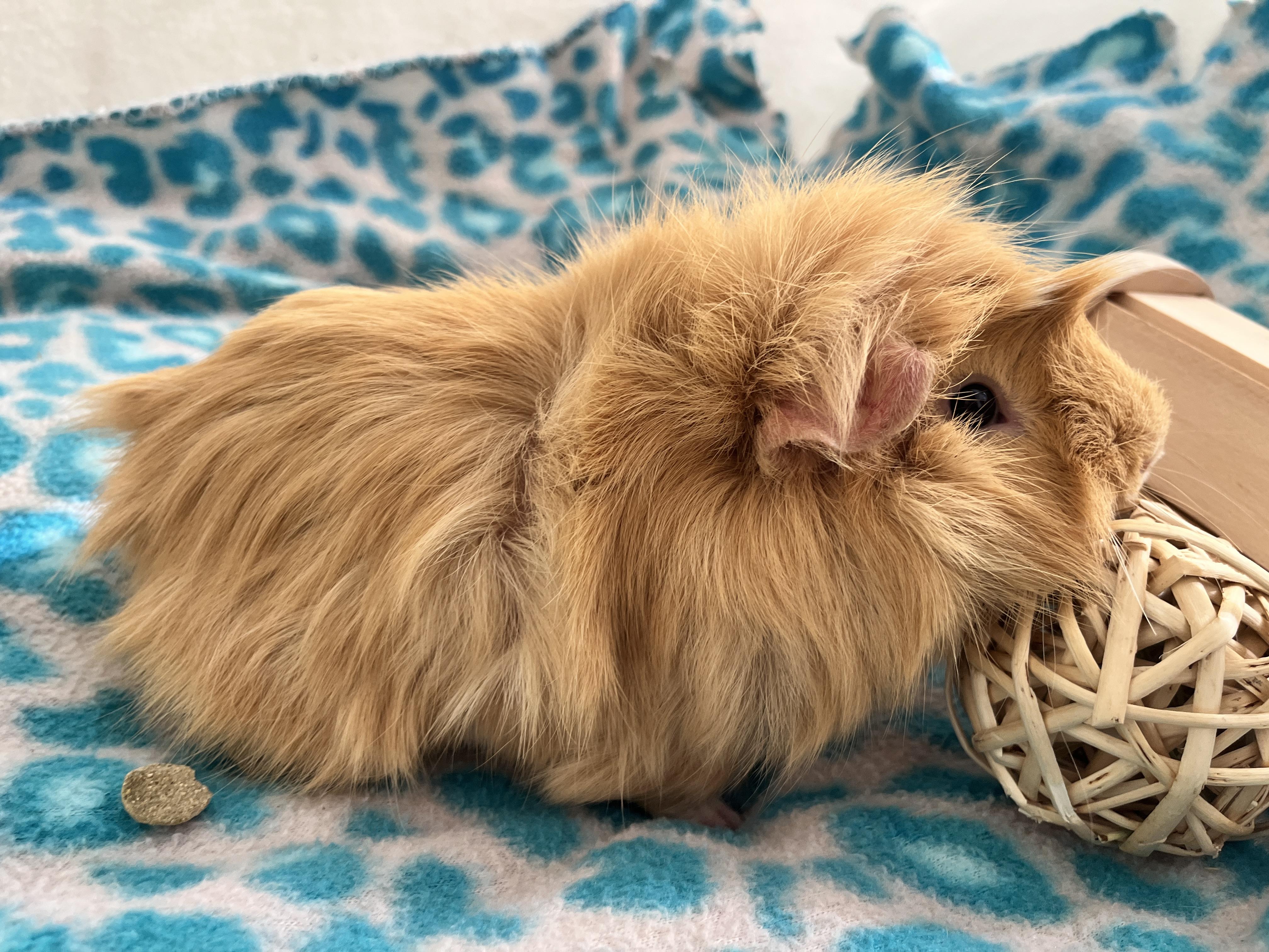 Samosa, an adopted Guinea Pig in Oakland, CA image 5/6