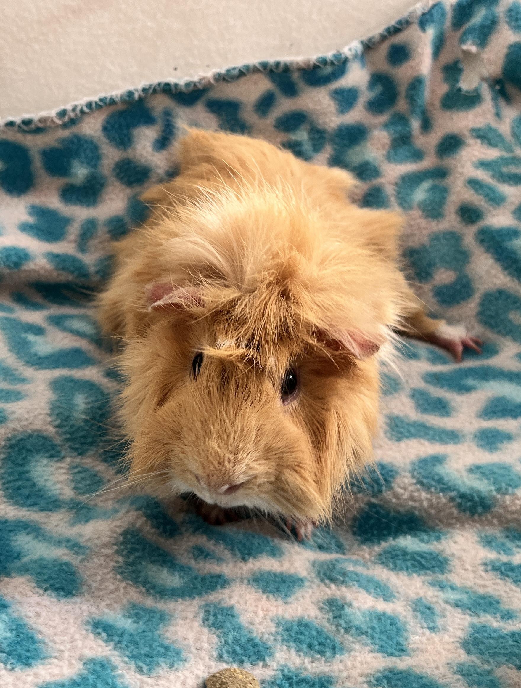 Samosa, an adopted Guinea Pig in Oakland, CA image 6/6